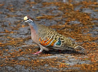 Common Bronzewing