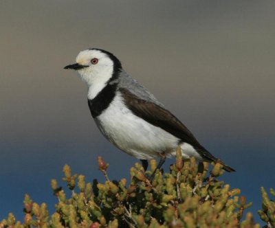 White-fronted Chat (male)