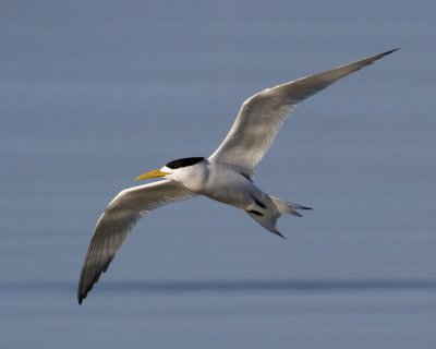 Crested Tern