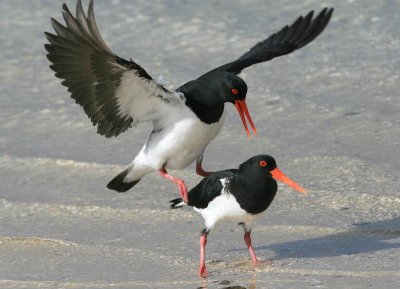 Pied Oystercatcher (pair)