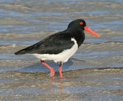 Pied Oystercatcher