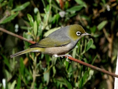 Silvereye
