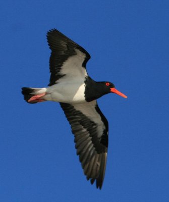 Pied Oystercatcher