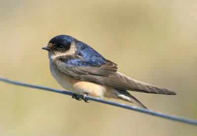 Tree Martin