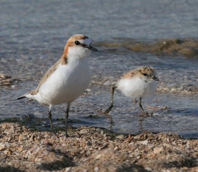 Red-capped Plover (female with runner)
