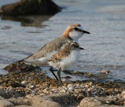 Red-capped Plover (female with runner)