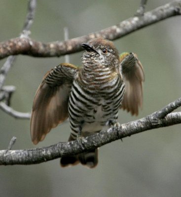 Shining Bronze Cuckoo (threat display)