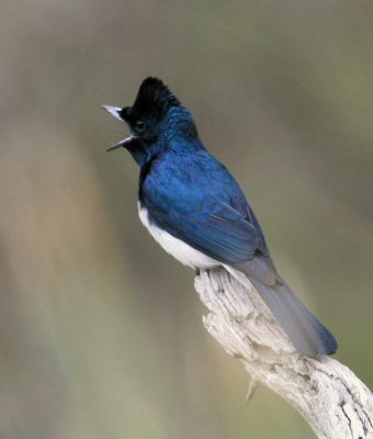 Satin Flycatcher (male)