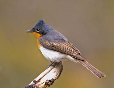 Satin Flycatcher (female)