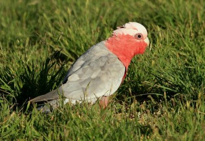 Galah