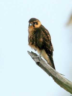 Brown Falcon (juvenile)