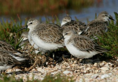 Curlew Sandpiper & Red-necked Stint