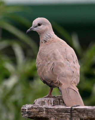Spotted Turtle Dove (immature)