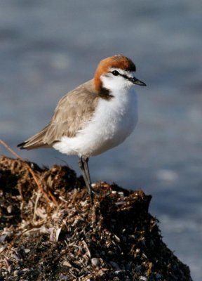 Red-capped Plover (male)