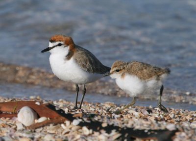 Red-capped Plover (male with runner)