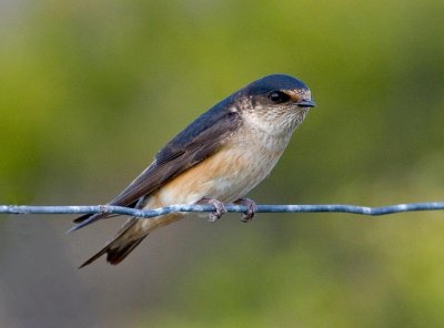 Tree Martin