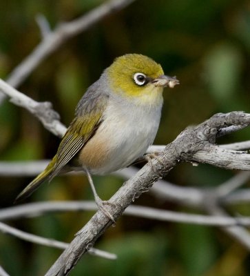Silvereye