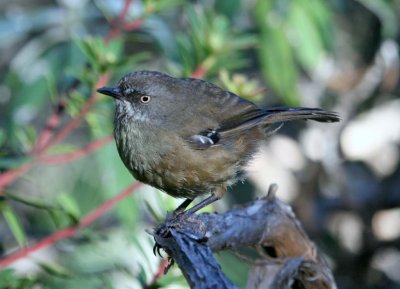 Tasmanian Scrubwren
