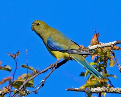 Blue-winged Parrot