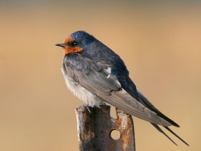Welcome Swallow