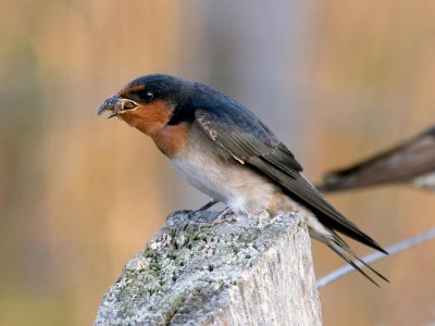 Welcome Swallow (juvenile)