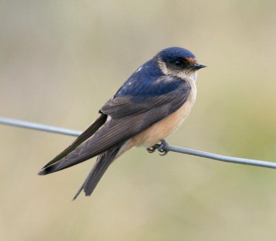 Tree Martin