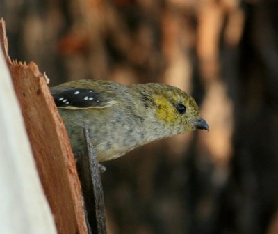 Forty-spotted Pardalote (threatened species)