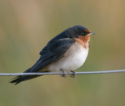 Welcome Swallow (juvenile)