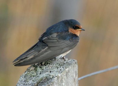 Welcome Swallow  (juvenile)