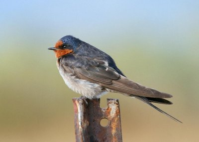 Welcome Swallow