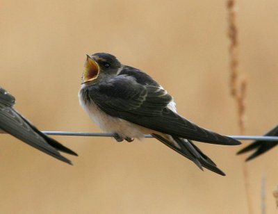Tree Martin (juvenile)