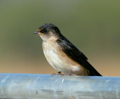Tree Martin (juvenile)