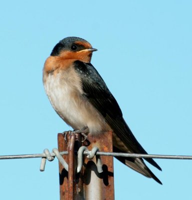 Welcome Swallow (juvenile)