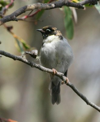 Blac-headed Honeyeater (immature)