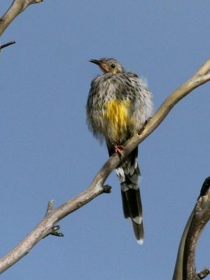 Yellow Wattlebird (juvenile)