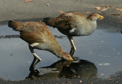 Tasmanian Native Hen