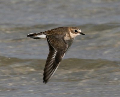 Double-banded Plover