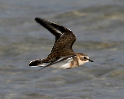 Double-banded Plover