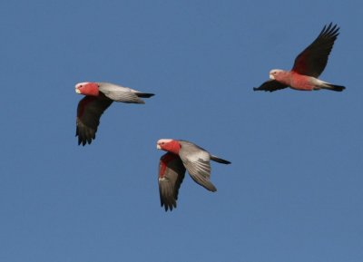 Galah