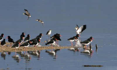 Pied Oystercatcher (Masked Lapwing in flight)