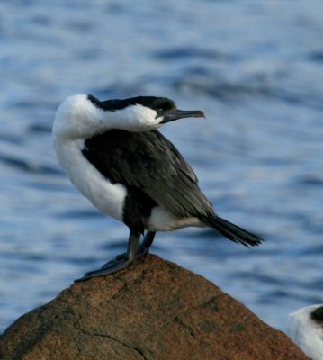 Black-faced Cormorant