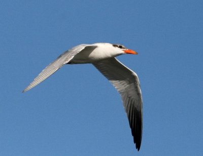 Caspian Tern (juvenile)