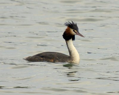 Crested Grebe