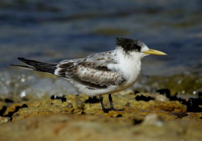 Crested Tern (juvenile)