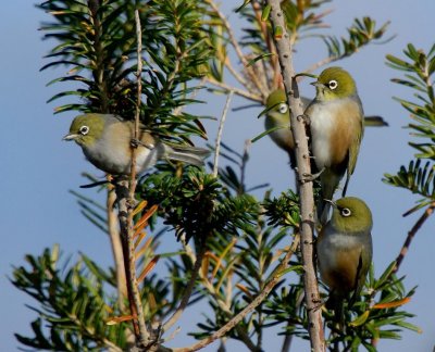 Silvereye