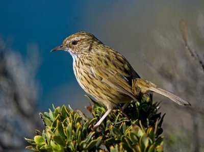 Striated Fieldwren