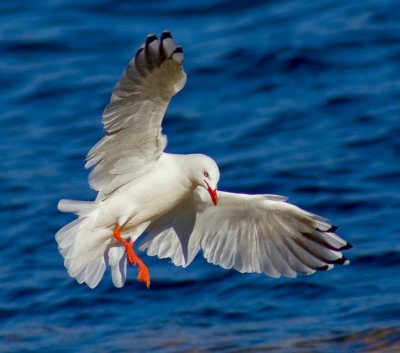 Silver Gull