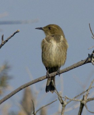 Crescent Honeyeater (female)
