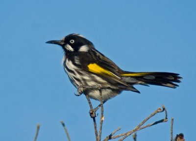 New holland Honeyeater