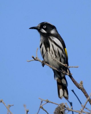 New Holland Honeyeater